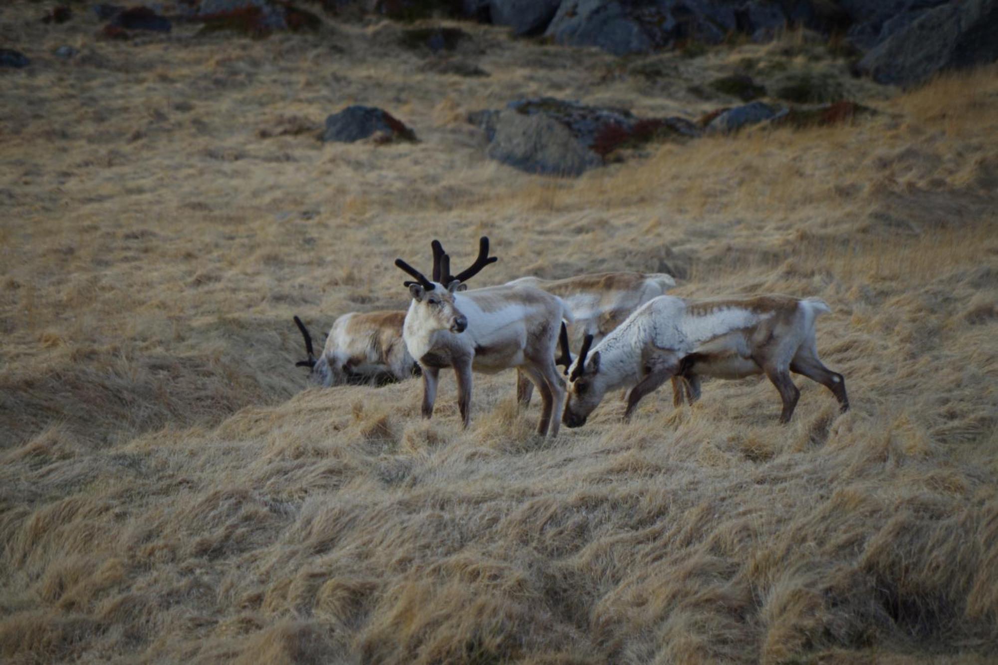 Saxa Guesthouse Stothvarfjorthur Экстерьер фото